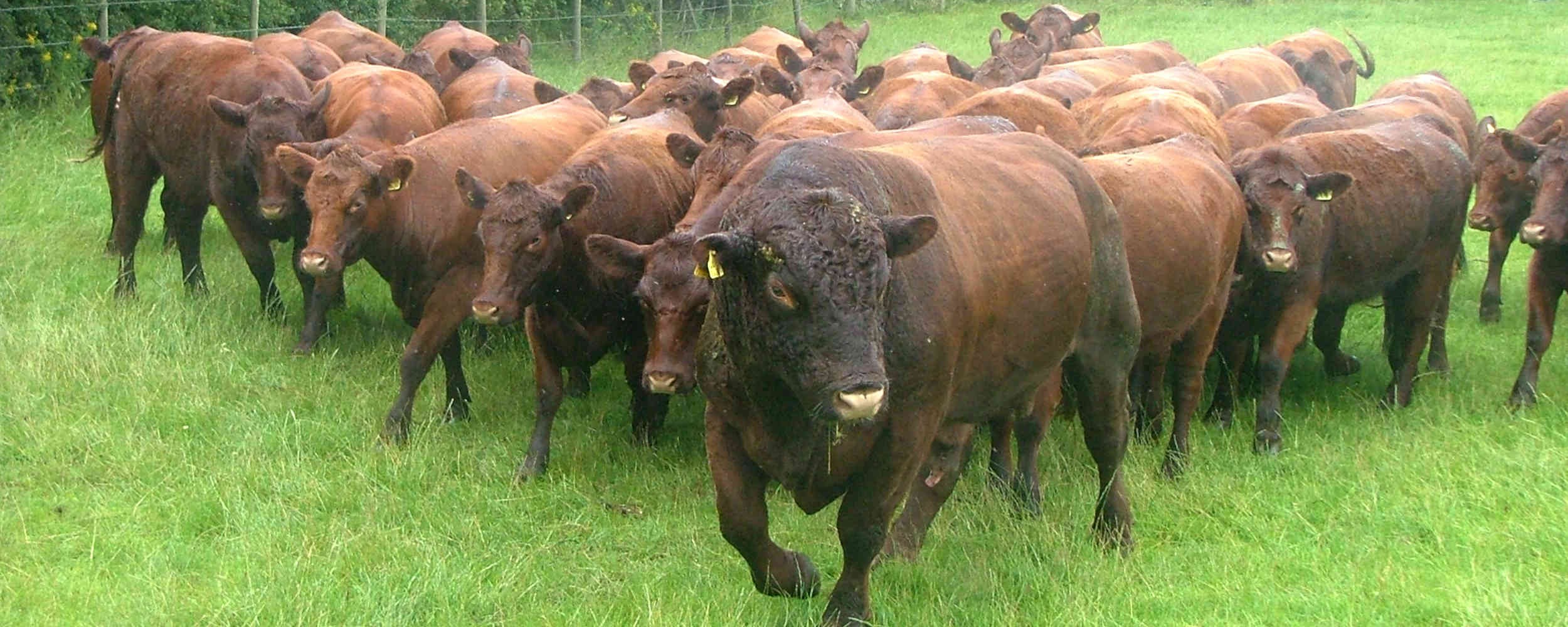 Lincoln Red Cattle Society of Australia